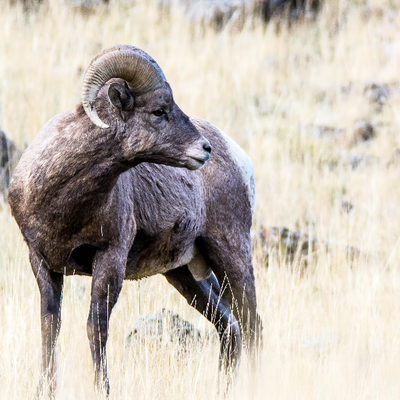 Attentif (Mouflon canadien)
