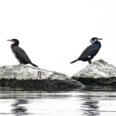 Boudeurs (Grand cormoran)